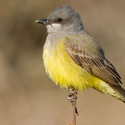 Cassin's Kingbird